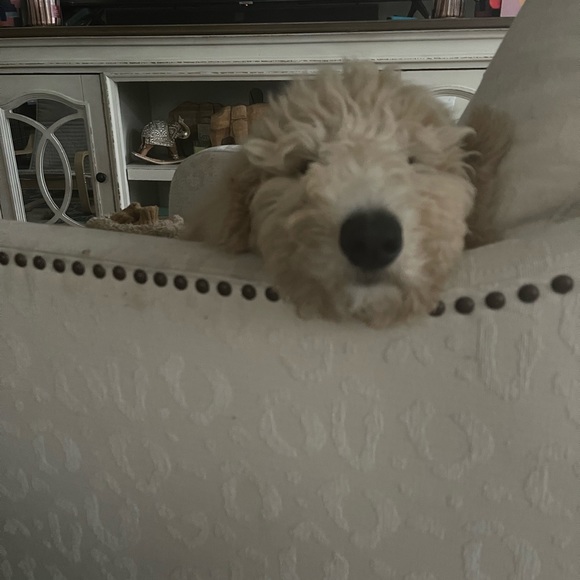 Meet your Posher, Jennifer - Picture 11 of 13